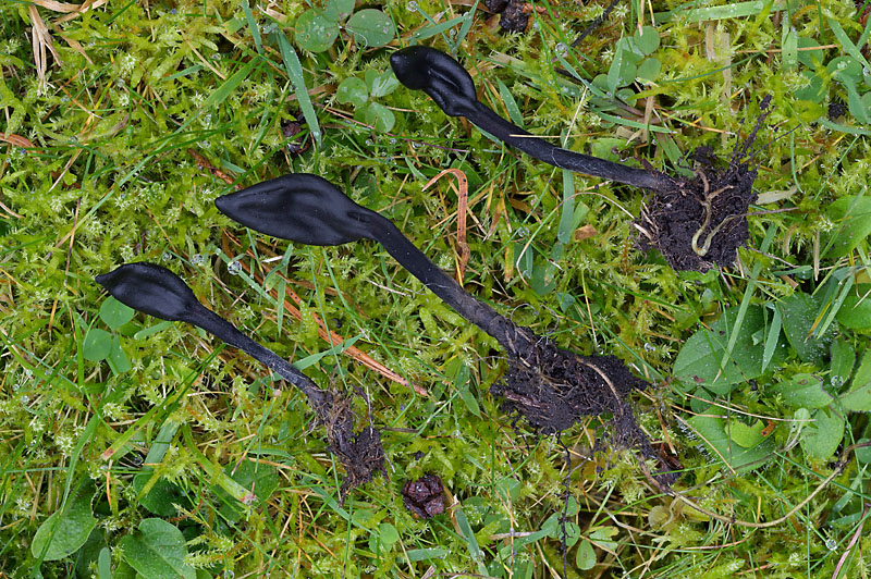 Trichoglossum hirsutum